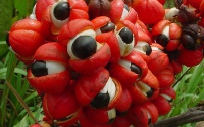 Guarana – zastosowanie i właściwości